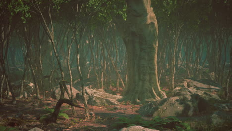 raíces de un árbol en un bosque brumoso