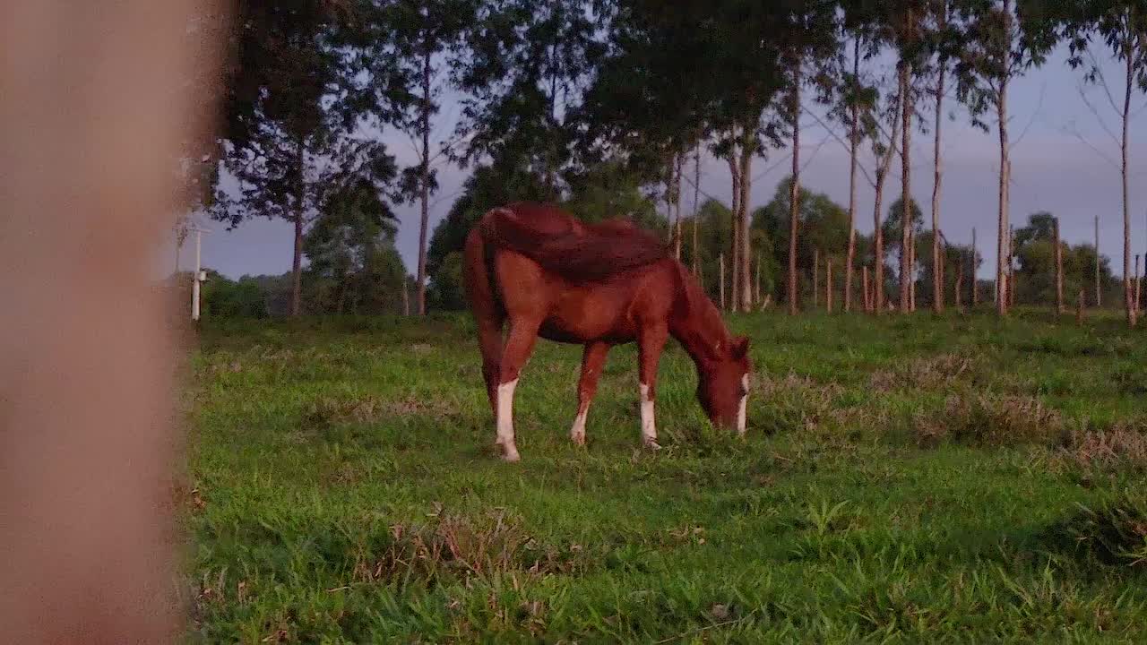 Un cavallo in un campo aperto che mangia l'erba durante l'estate in Brasile.