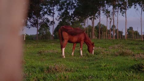 Un-Caballo-En-Campo-Abierto-Comiendo-Hierba-Durante-El-Verano-En-Brasil