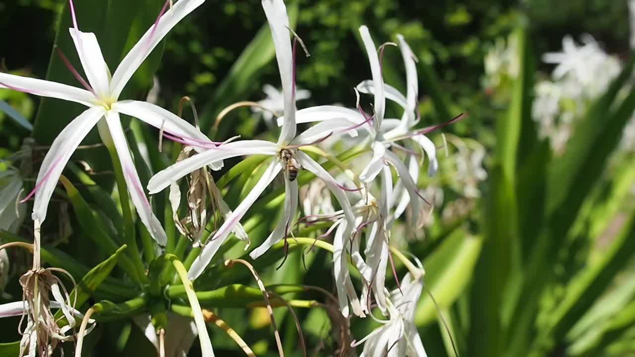 Bees are pollinating the flowers.