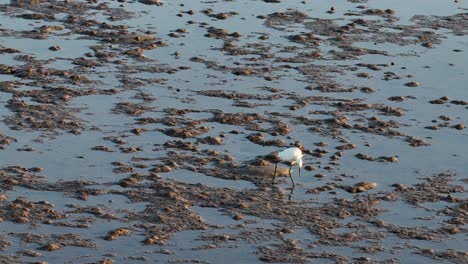 a great egret wades through mudflats in port douglas, australia, during golden hour, capturing its hunting behavior in serene lighting
