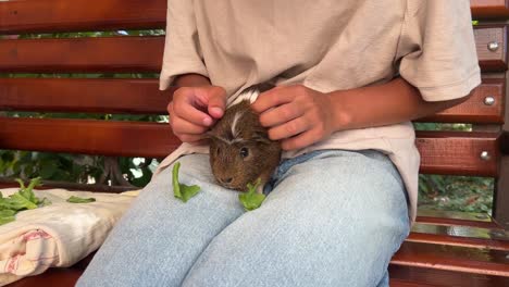 child feeding a guinea pig