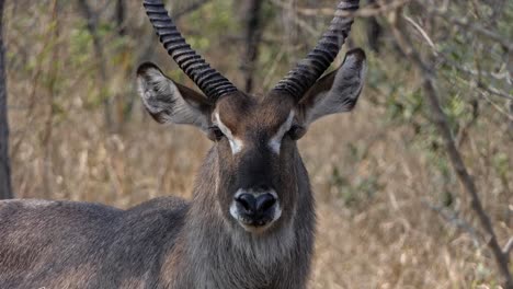 close-up footage of the head of a male waterbuck in africa