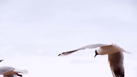 sea birds in the cloudy sky