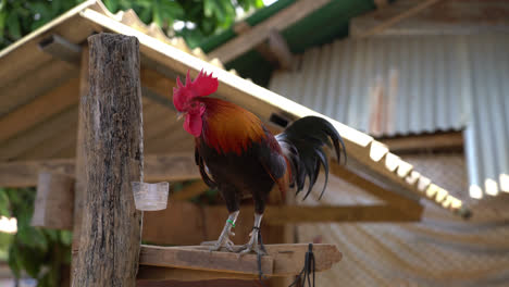 una hermosa polla o gallo