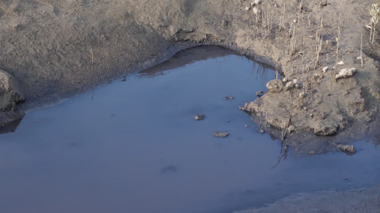 вид на низкий уровень грунтовых вод в мангровом лесу в карачи