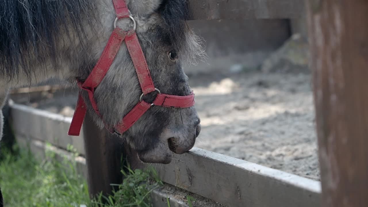 Pony con imbracatura rossa