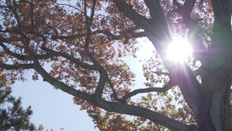 fall leaves blowing in window sunlight slow motion pan