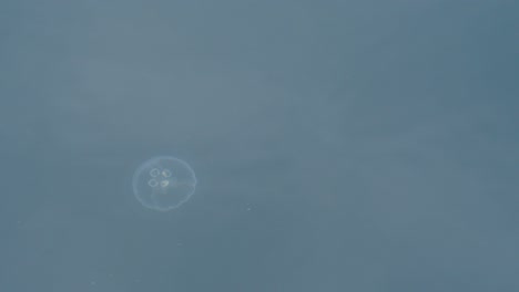 Medium-shot-of-a-moon-jellyfish-in-the-Pacific-Ocean