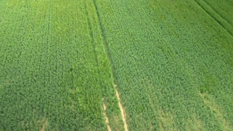 Vista-Aérea-De-Pájaros-Campos-De-Cultivo-De-Trigo-Verde-En-Tierras-Agrícolas-Rurales