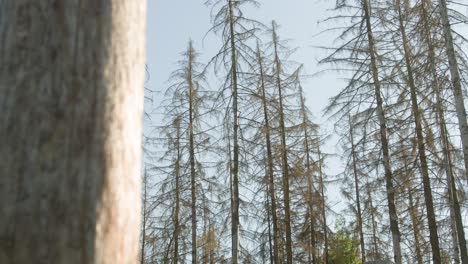 damaged trunk in dead dry spruce forest hit by bark beetle in czech countryside