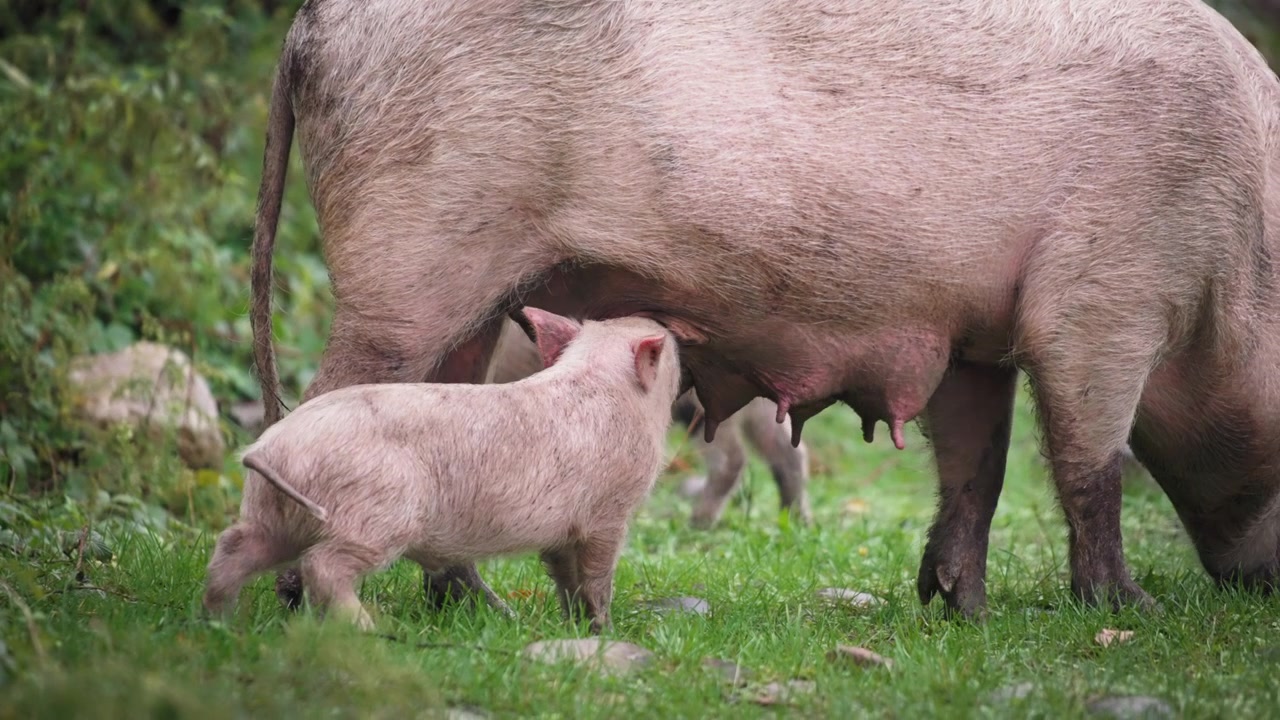 Maialino che beve latte dalla madre