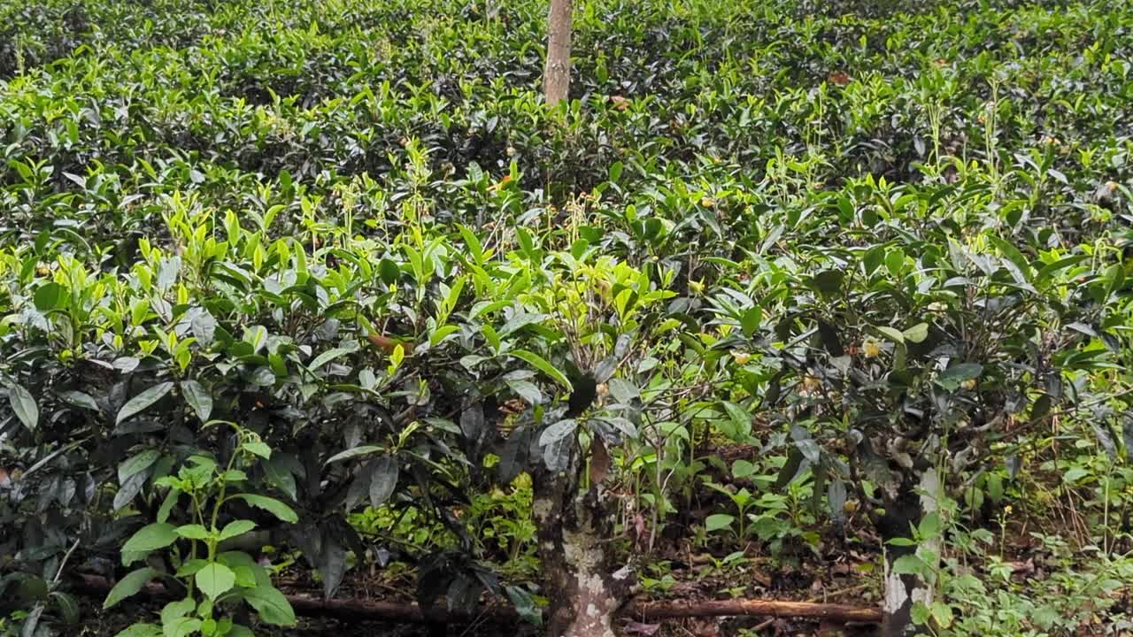 Closeup scenic pan of cultivated tea plants at tea plantation in highlands of Sri Lanka