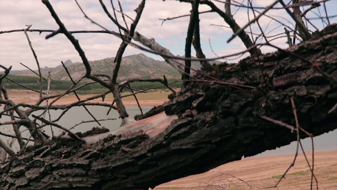 자연 호수의 해변에 쓰러진 나무 줄기가 총을 드러낸다