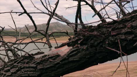 fallen trunk of a tree on a beach of a natural lake reveal shot