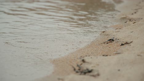 -Sand-beach--Close-up--4K-29,97-fps--Shot-on-Canon-R5C