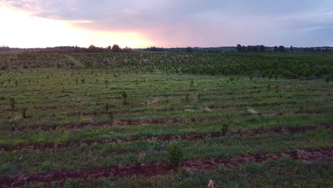 Vista-Aérea-De-La-Plantación-De-Yerba-Mate-En-Un-Campo-Rural-En-Los-Apóstoles,-Argentina.