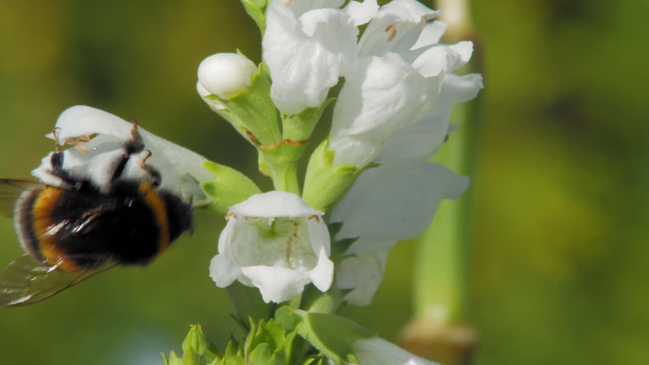 magníficas flores obedientes blancas de pico de cristal con un abejorro volando en busca de néctar en una primavera soleada en un jardín botánico - primer plano