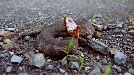 Ein-Westliches-Baumwollmaul,-Agkistrodon-Piscivores-Leucostoma,-Eine-Giftige-Nordamerikanische-Grubenotter-In-Einer-Typischen-Verteidigungshaltung,-Die-Den-Weißen-Belag-Im-Maul-Zeigt