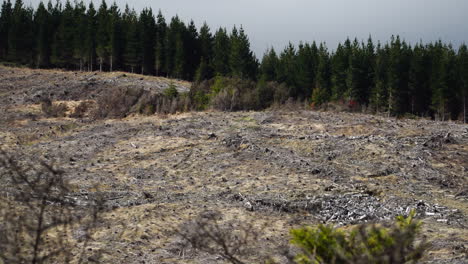 Pine-tree-forest-deforestation