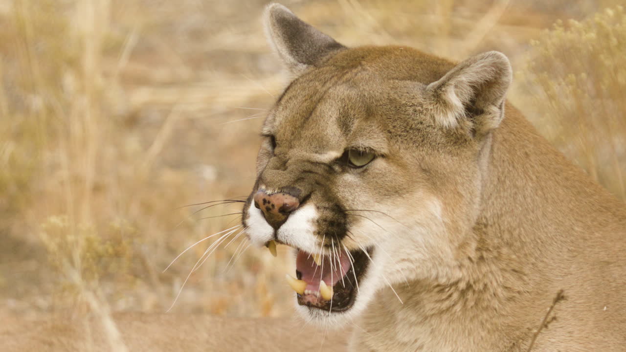 Snarling mountain lion close up