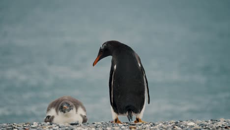 Back-View-Of-Adult-Gentoo-Penguin-Standing-Next-To-Its-Chick-Lying-On-The-Ground