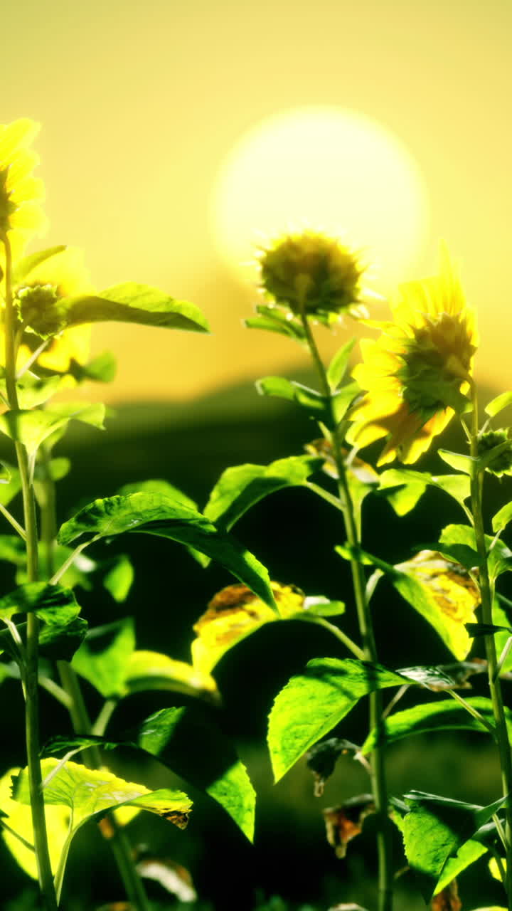 Los girasoles al atardecer