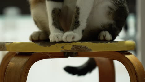 half-body shot of a cat standing on a wooden chair while moving its tail