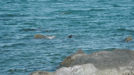 Eurasisches-Blässhuhn,-Das-Fliegt,-Landet-Dann-Auf-Dem-Wasser-In-Odaiba,-Tokio,-Japan