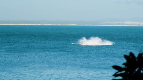 Ballena-Franca-Austral-Irrumpe-Frente-A-La-Costa-De-Hermanus---Tierra