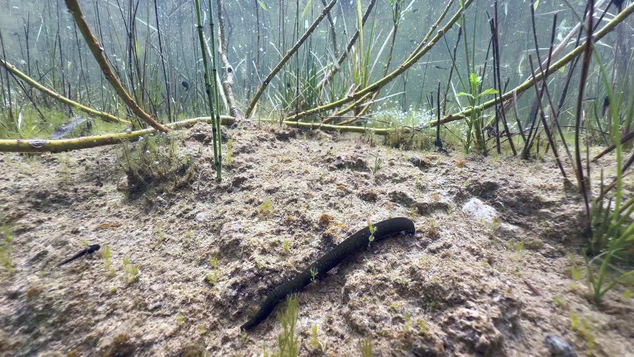 Horse leech (Haemopis sanguisuga) at the bottom of a shallow pond. Estonia.