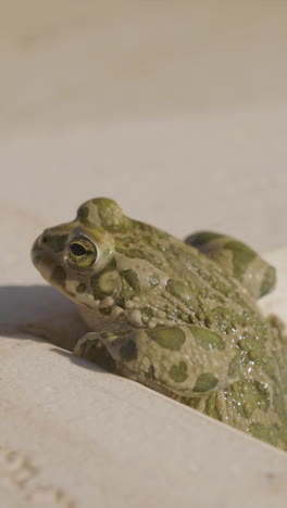 toad-on-the-side-of-a-swimming-pool-in-vertical