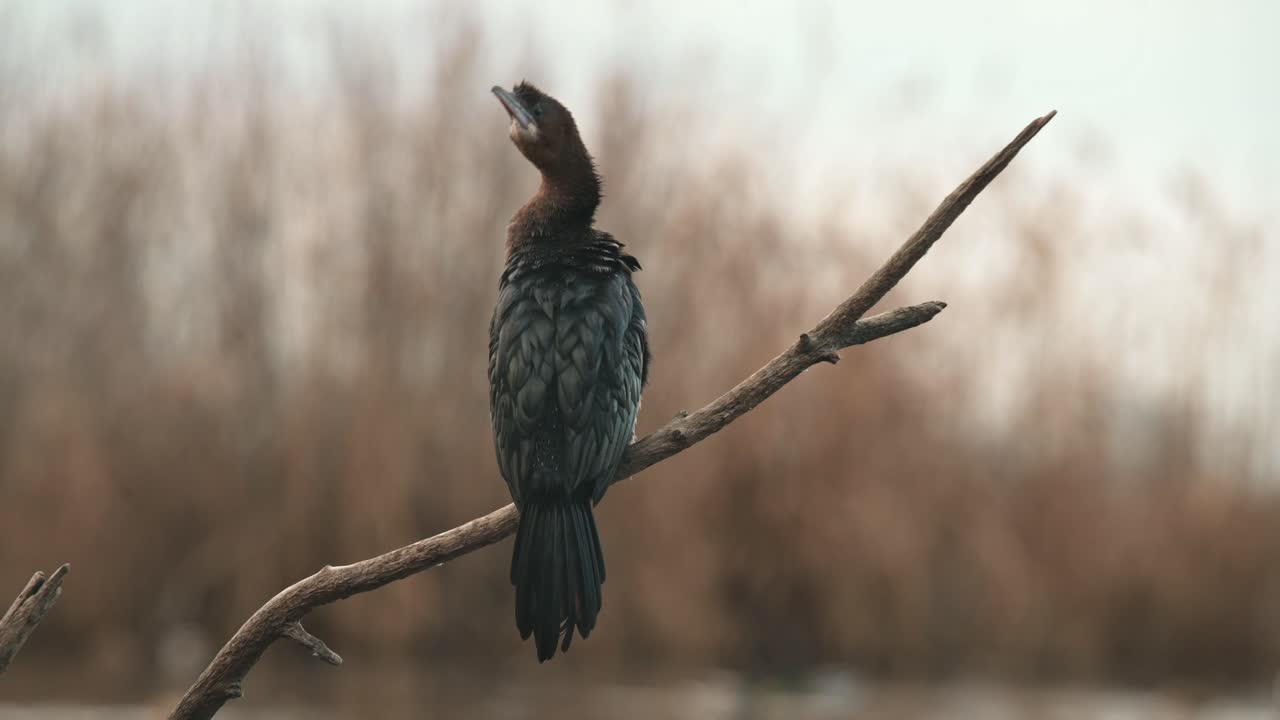 A cormorant sits gracefully on a dry tree branch, gazing into the distance. The blurred background of reeds and soft lighting create a tranquil natural atmosphere.