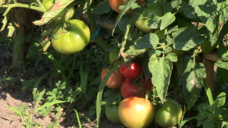 tomates rojos y verdes colgando de las ramas de la planta de tomate