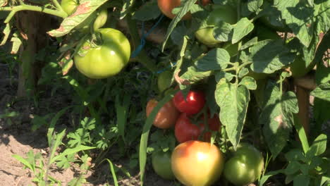 red and green tomatoes hanging on the branches of the tomato plant