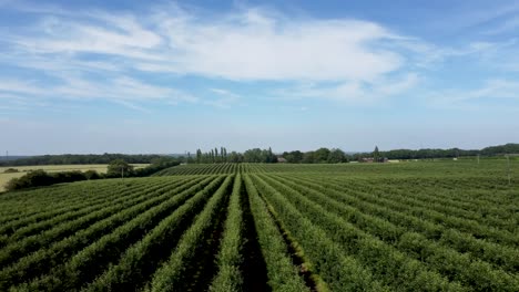 4K-Drohnenaufnahmen,-Die-Tief-Von-Einem-Apfelgarten-Mit-Blauem-Himmel-Und-Weißen-Wolken-Fliegen