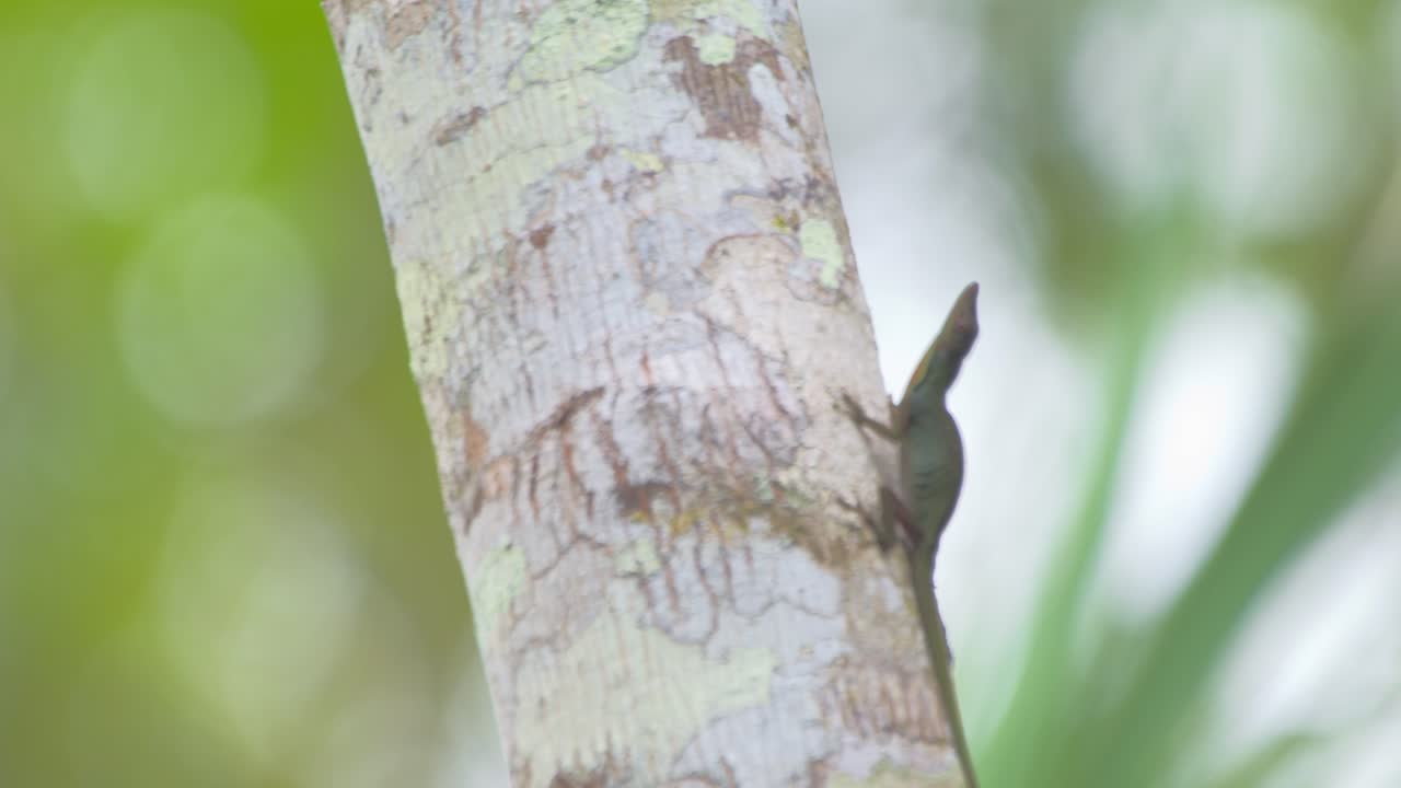 Close-up of a Green Anole Lizard Climbing a Tree