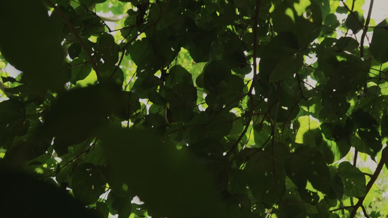 잎을 통과하는 빛