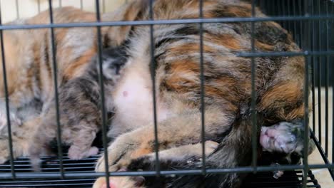 Mama-cat-giving-birth-and-cleaning-her-babies---Close-up