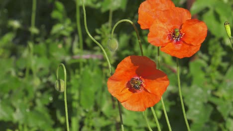 Honey-bee-flying-and-landing-on-red-poppy-flower-in-the-garden,-slowmo