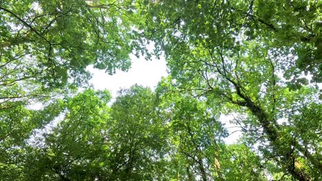 Lush green tree branches against the sky