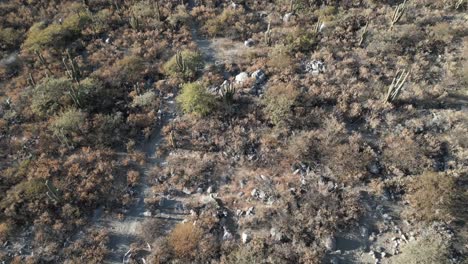 Aerial-flying-over-vegetation-in-mountains-of-Northern-Argentina,-revealing-farm