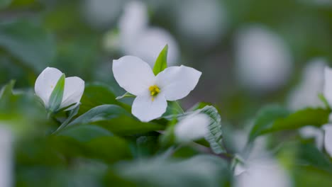 Primer-Plano-De-La-Flor-De-Trillium-Blanco-En-La-Escena-Del-Bosque-En-Plena-Floración-Durante-La-Primavera