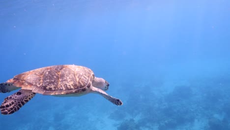tortuga de mar en el arrecife de coral en el mar caribe alrededor de curaçao