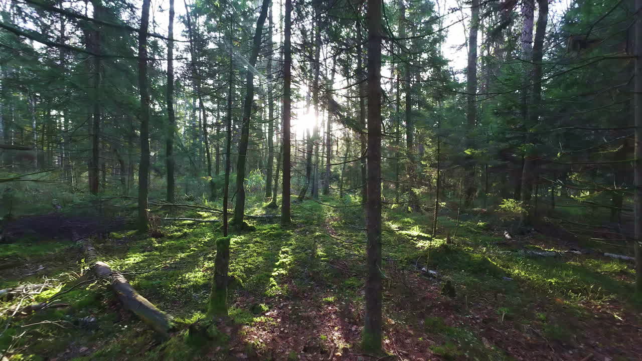 A sunset in the woods with sun rays penetrating through the forest