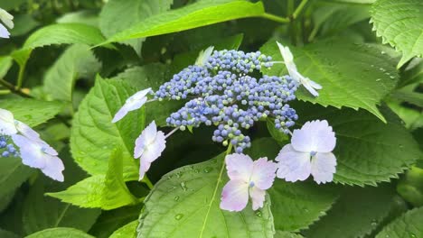 Flores-De-Hortensias-Moradas-Y-Rosas-Con-Hojas-Verdes,-Gotas-De-Agua-Visibles-En-Los-Pétalos