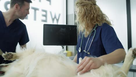 two veterinarians doing an ultrasound exam on dog.