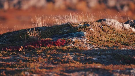 ground-level wide shot of the autumn tundra