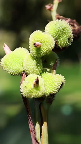 canna seed pods by a serene pond