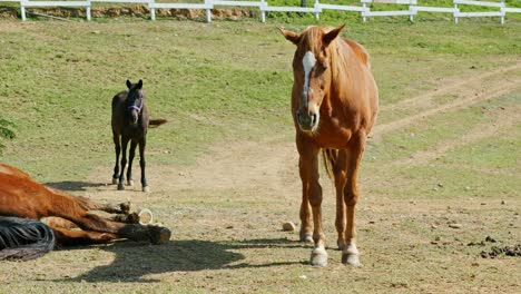 horses in a farm.